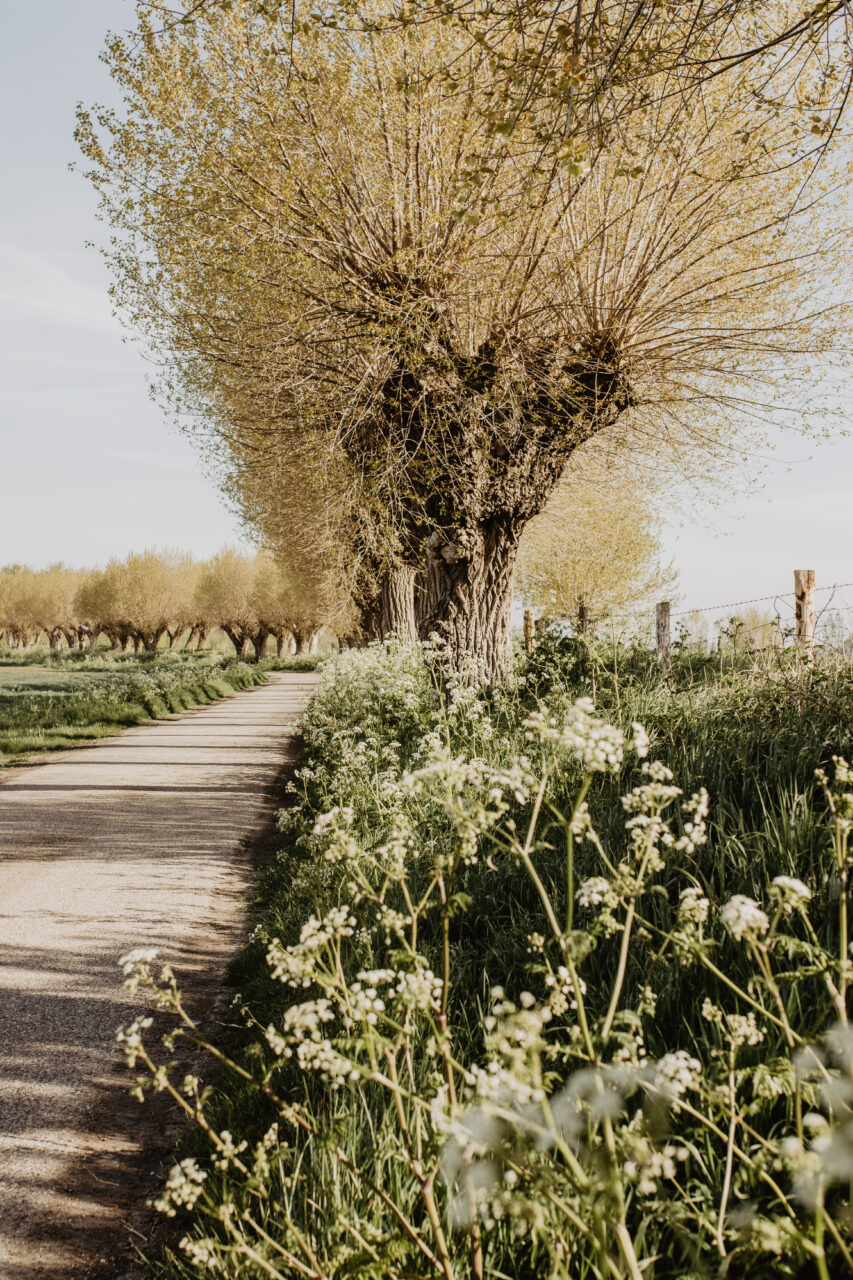 polders_stil1827_meetjesland_3