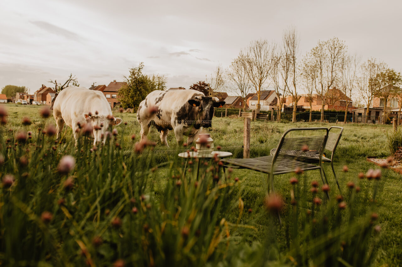 polders_stil1827_meetjesland_3